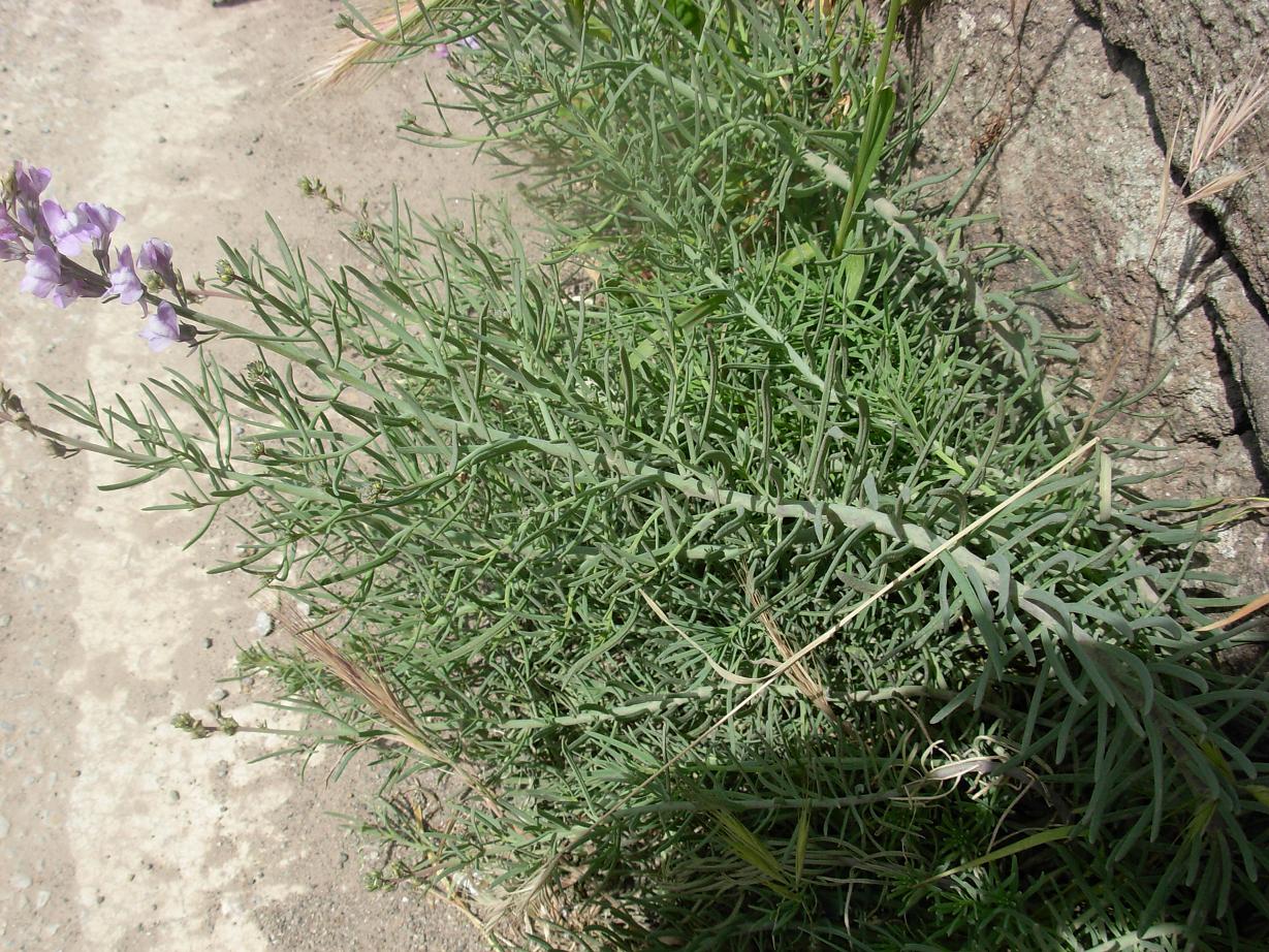 Linaria capraria Moris et De Not. /  Linajola della Capraia